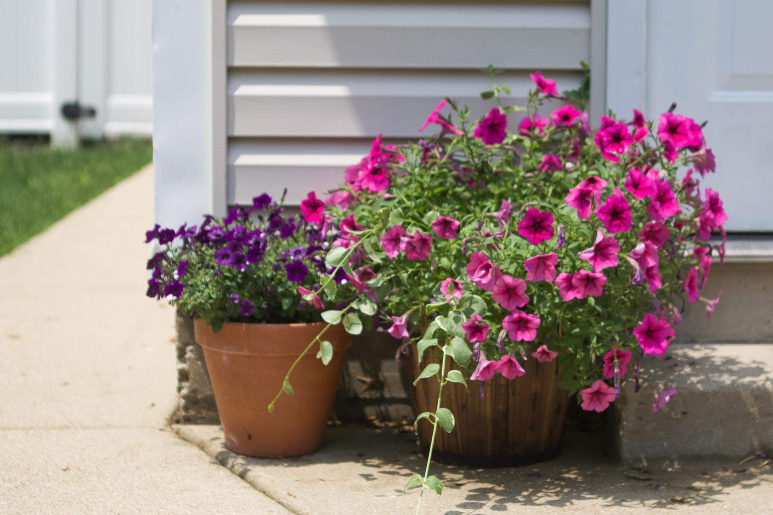 How to plant flowers in a pot