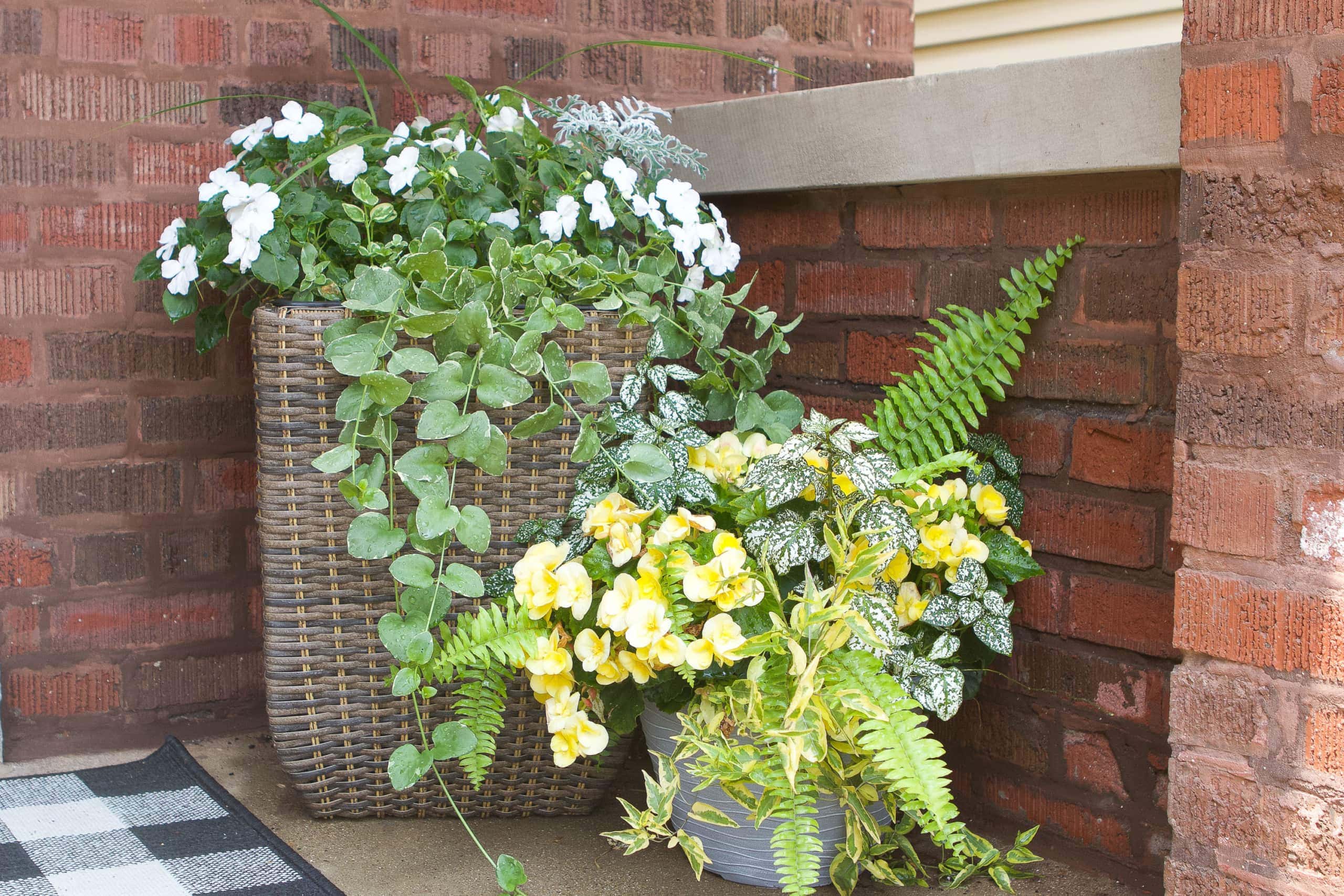 White and yellow flowers on my front porch