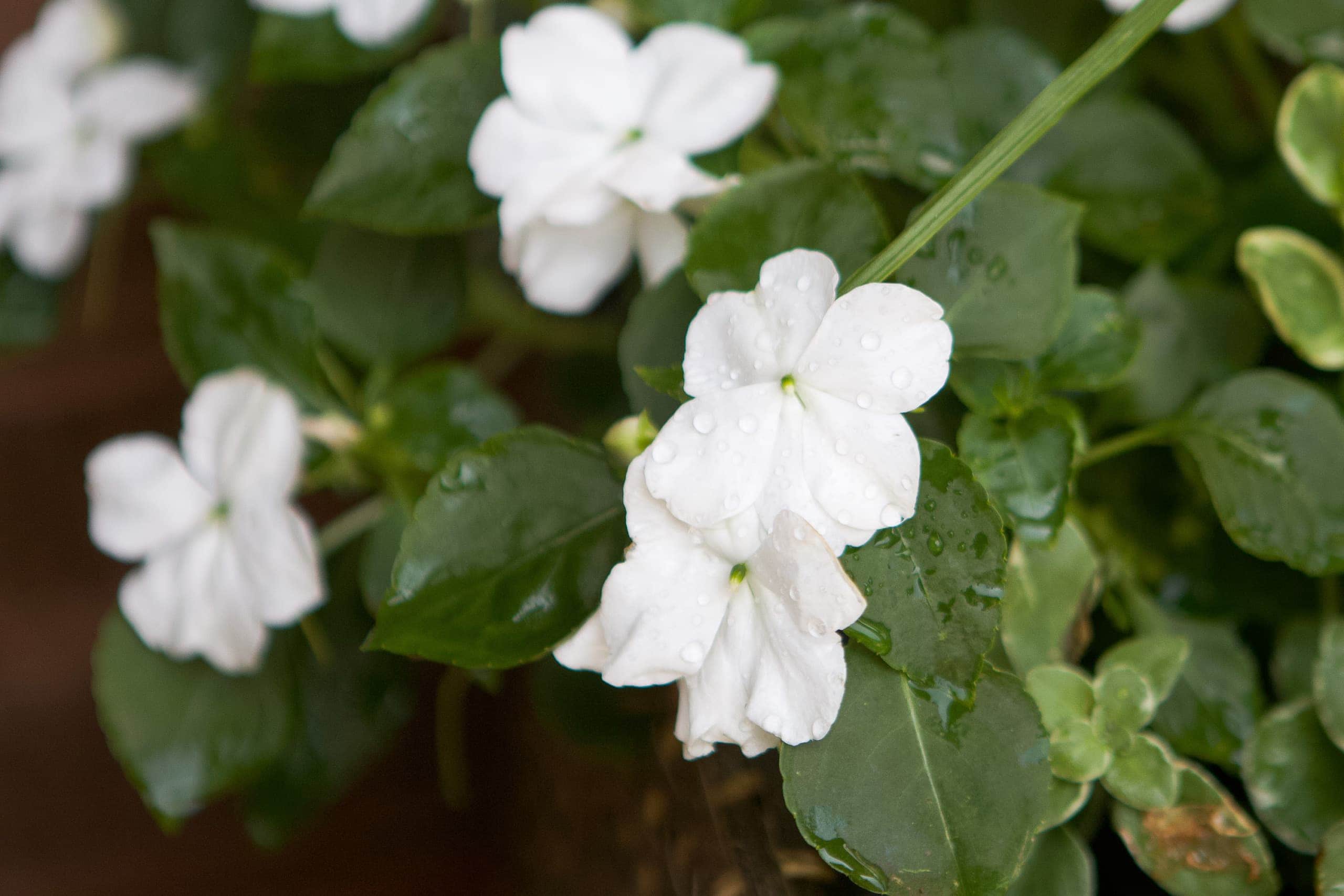 White beacon impatiens