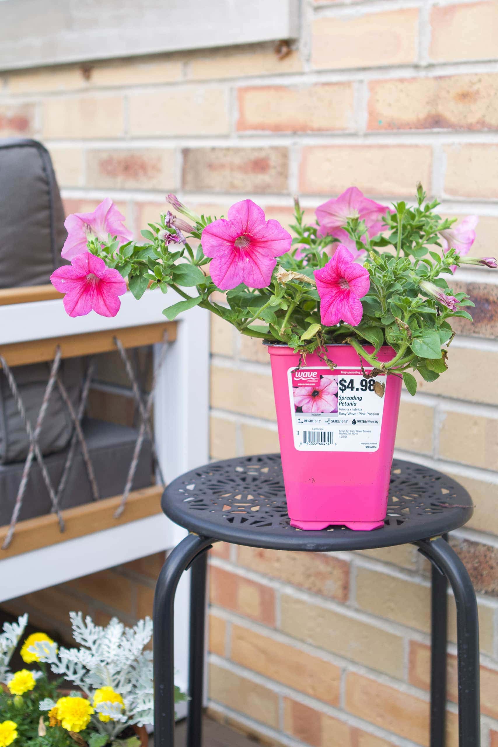 Hot pink wave petunias from Ball