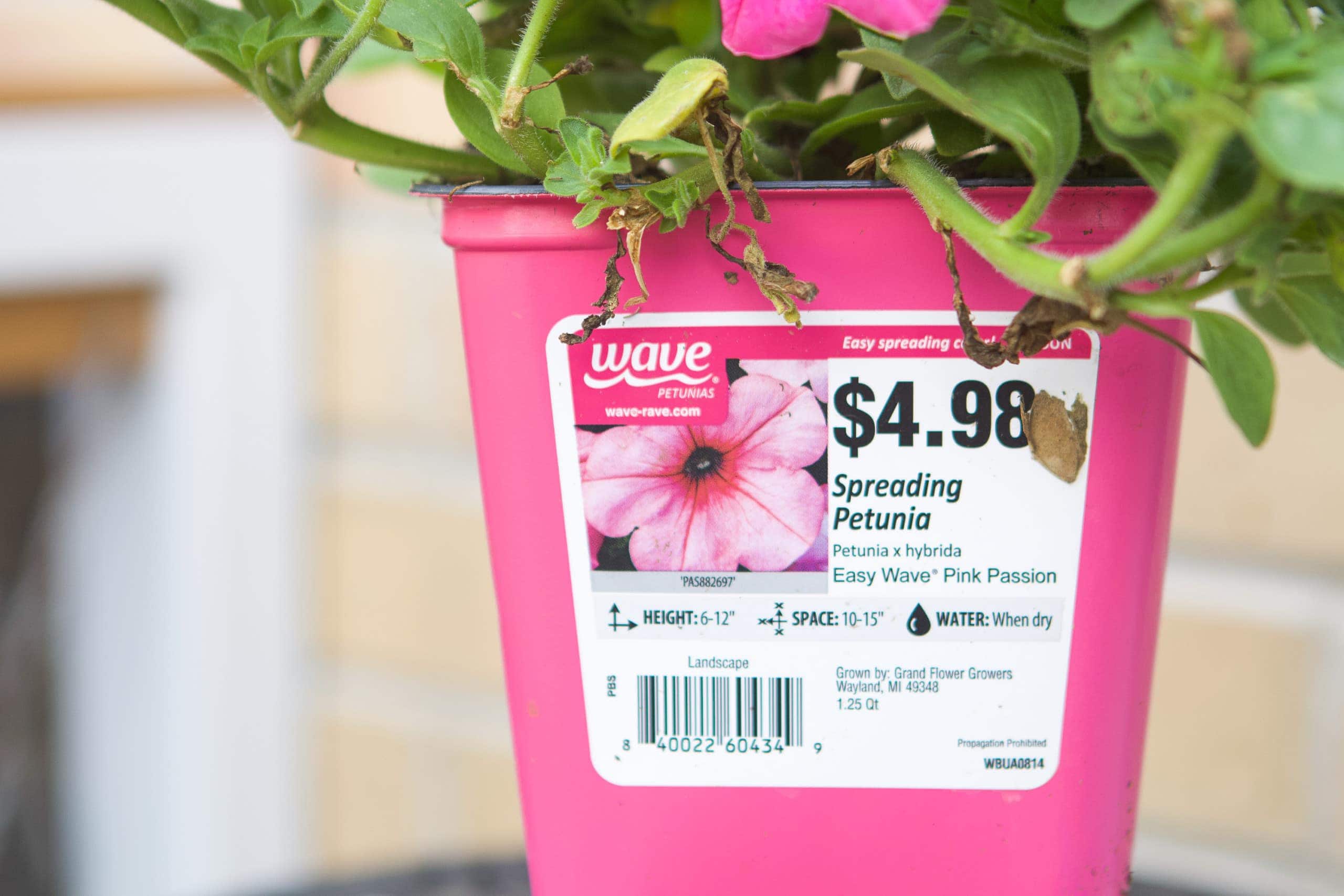 Wave petunias