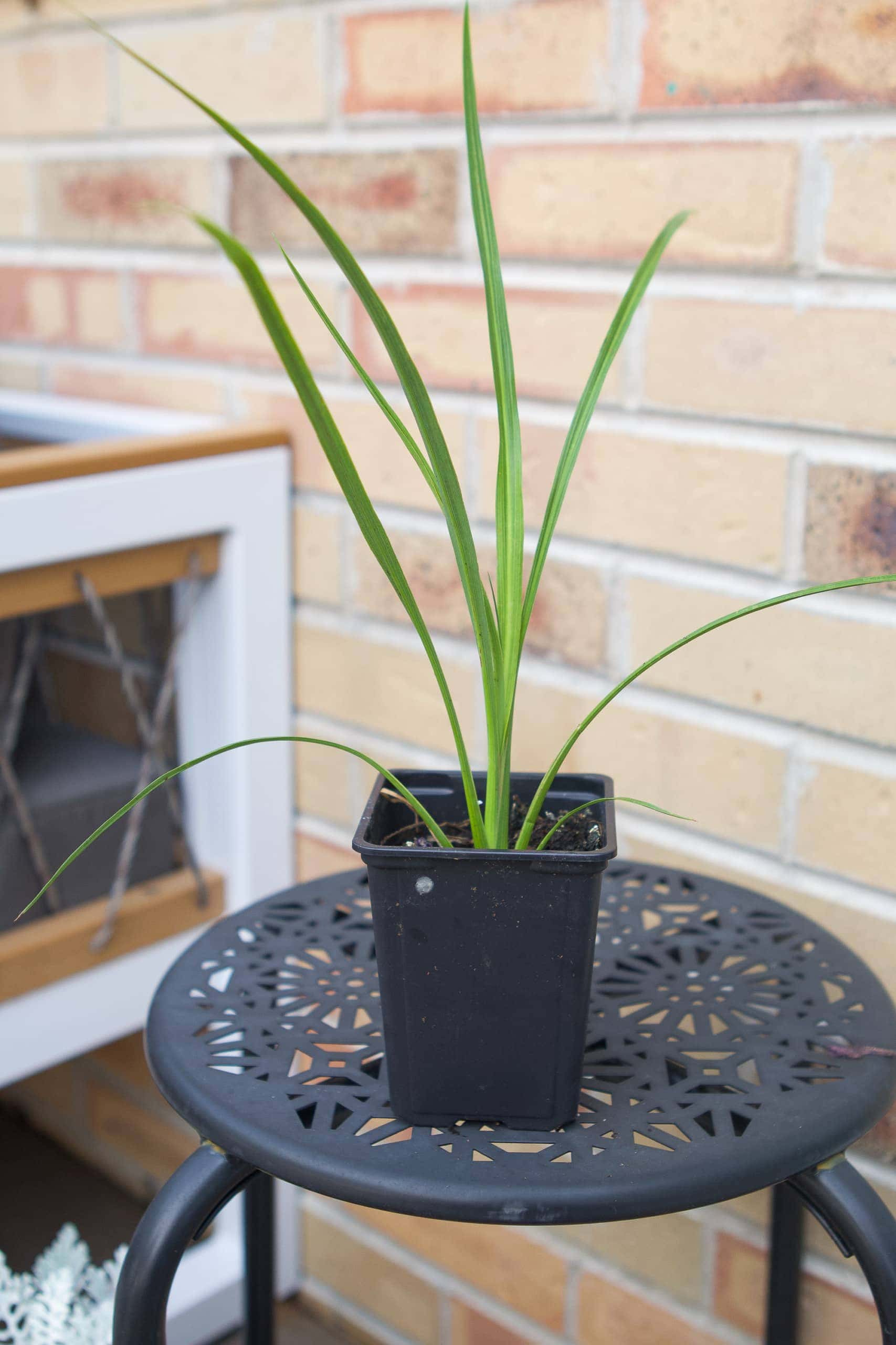 Use a spike as your thriller in your planter