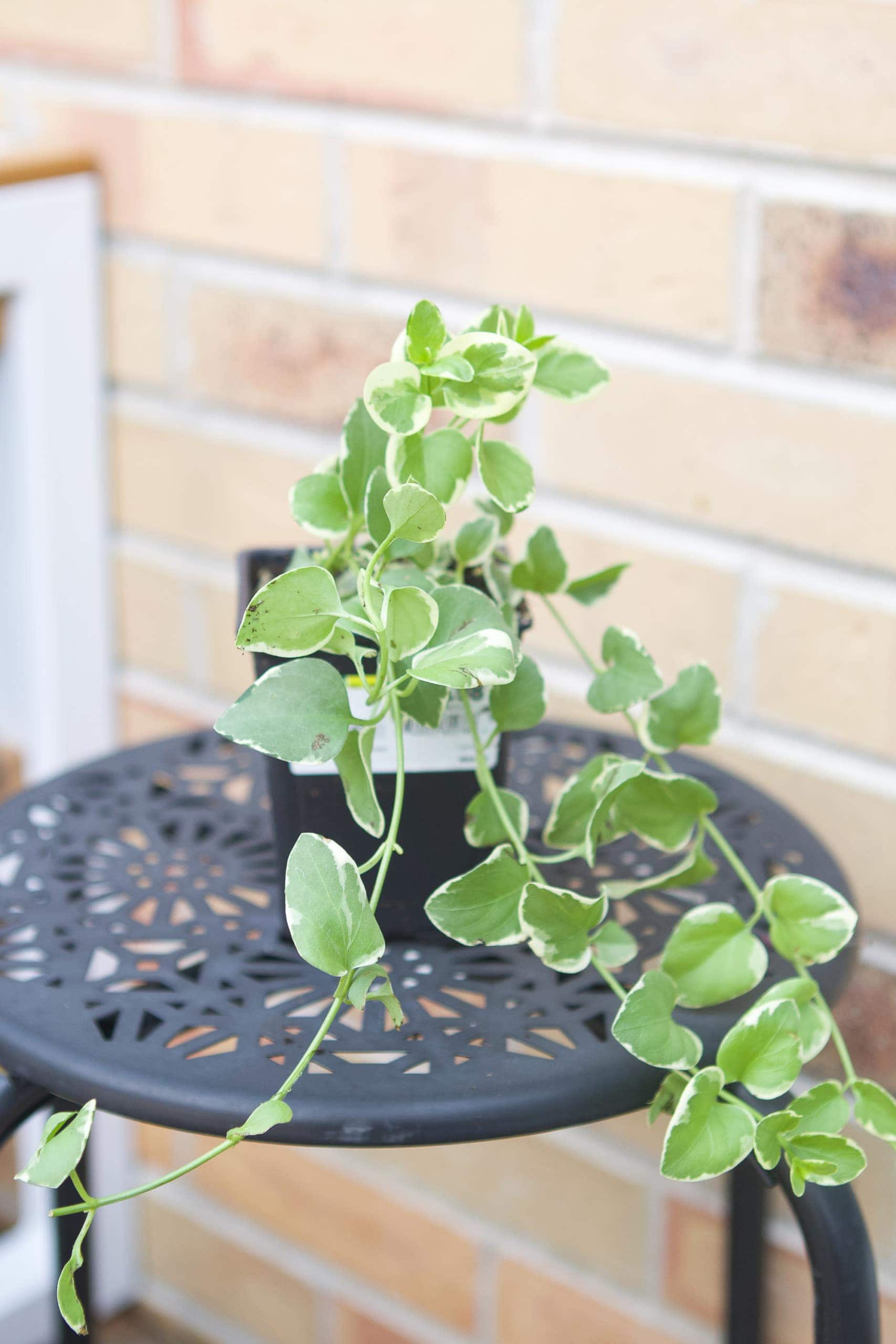 Vinca vines used as spiller when planting flowers in a pot