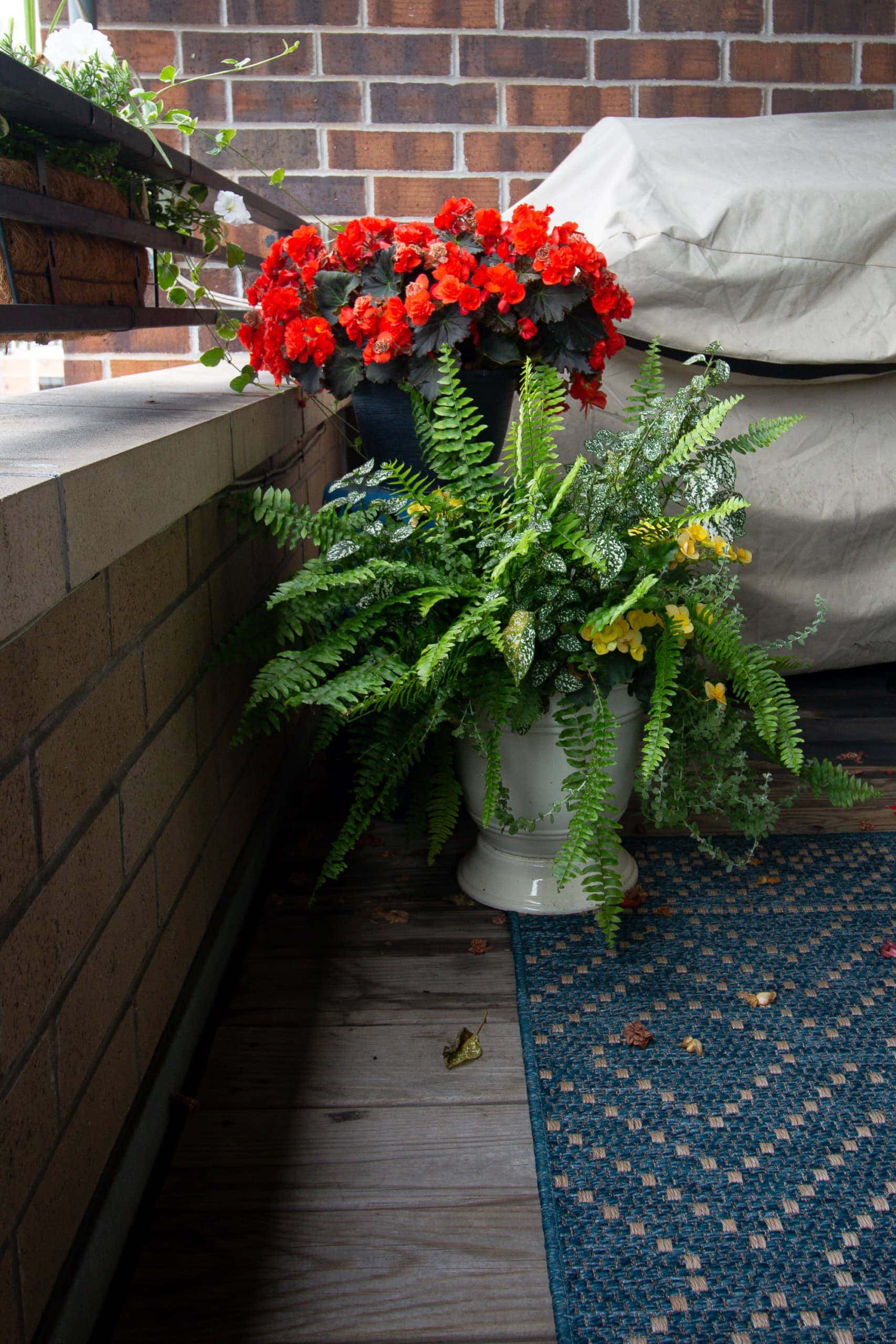 large fern
