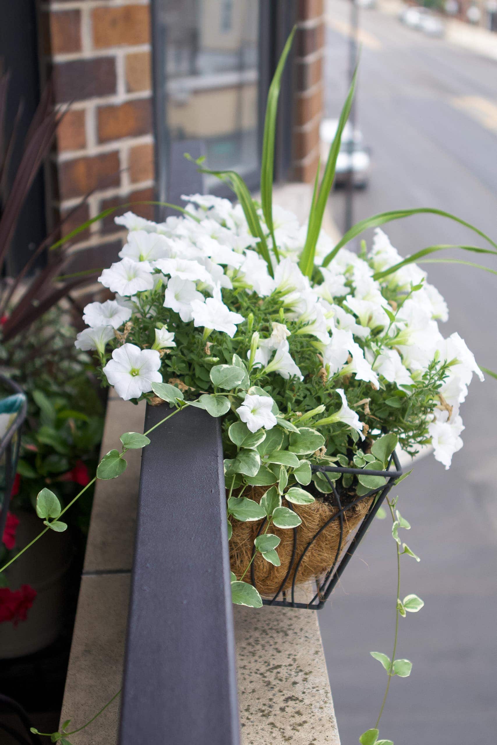 Window box