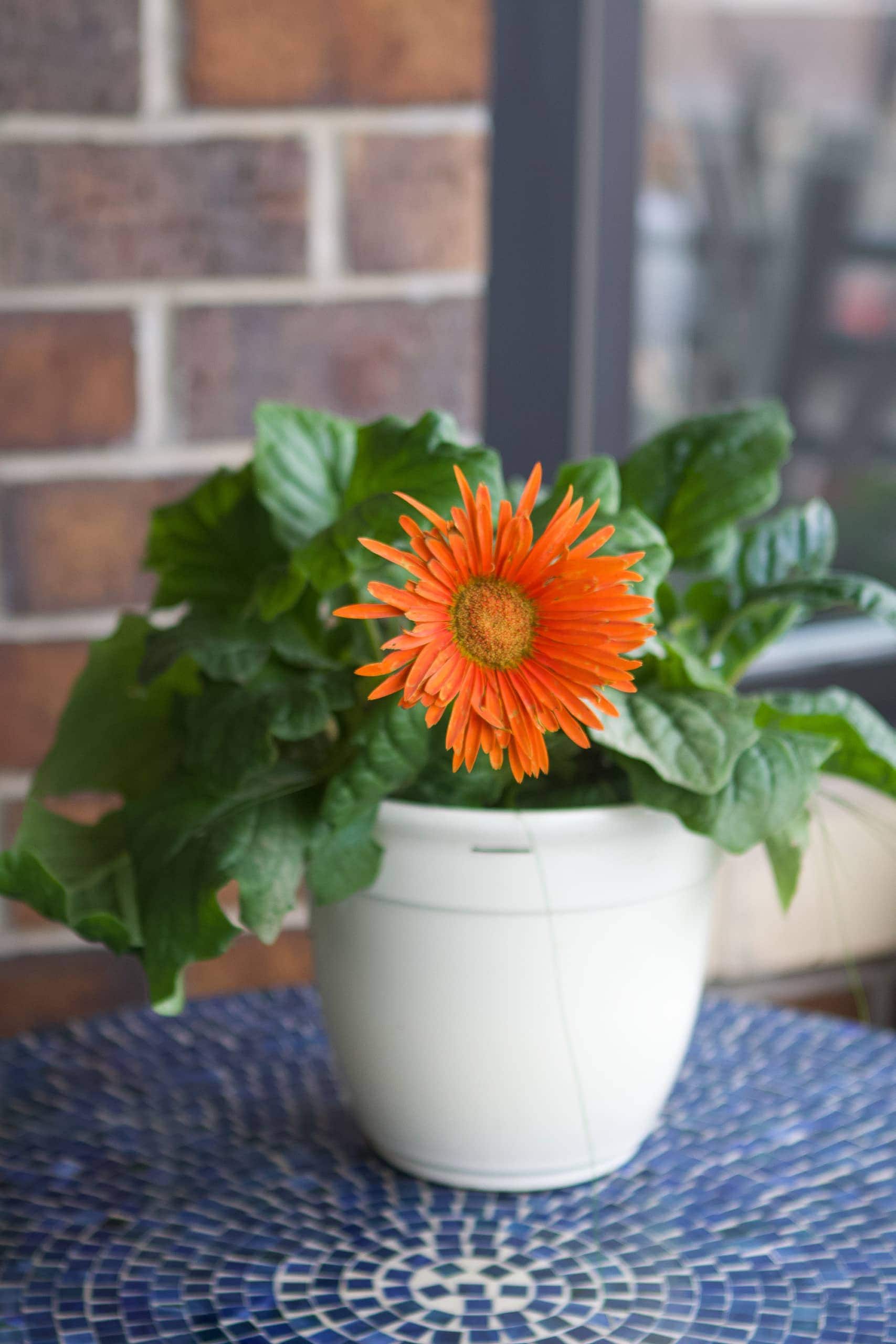 Small flower pot