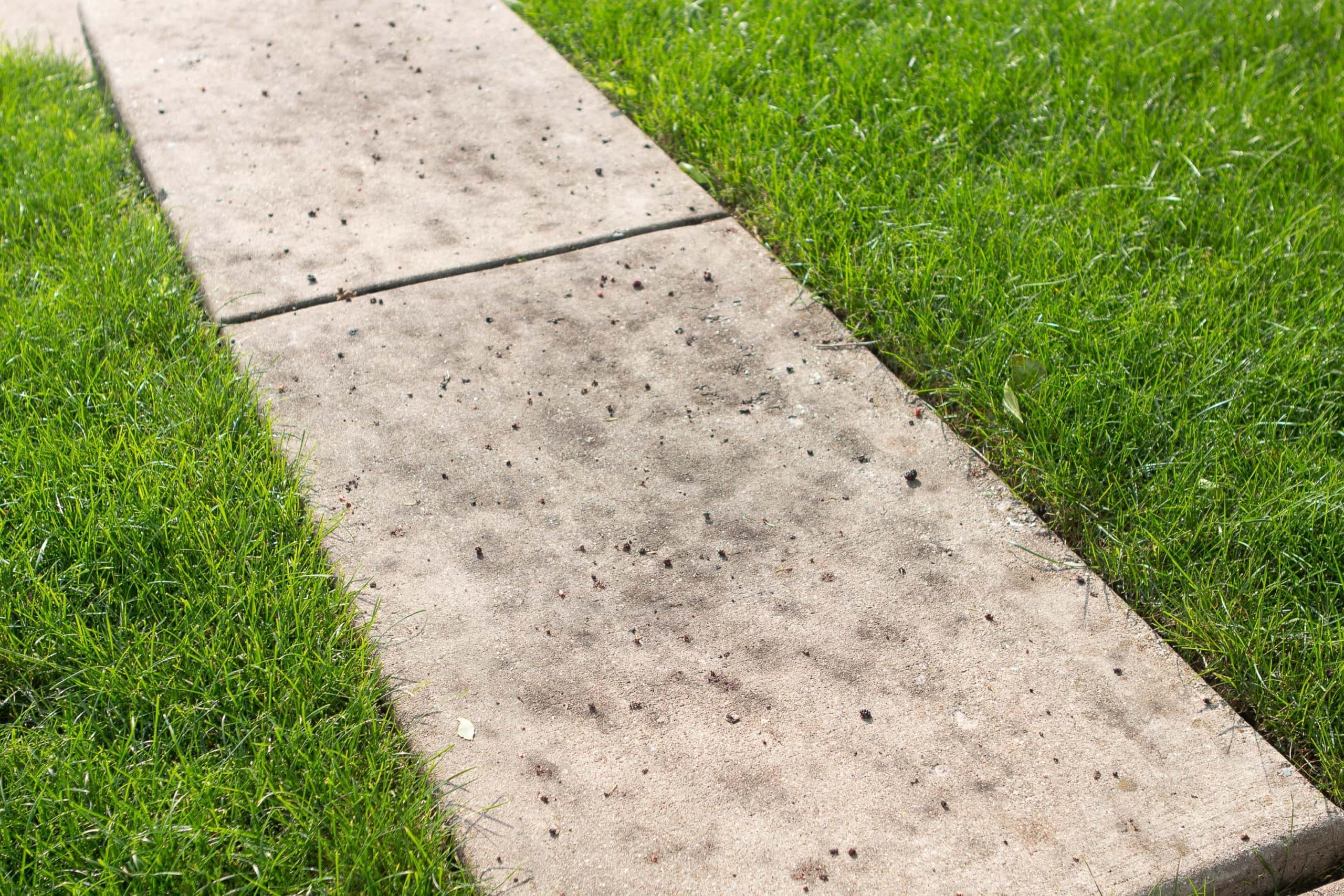 Mulberry tree stained sidewalk