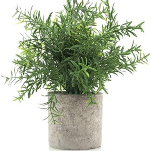 Faux rosemary