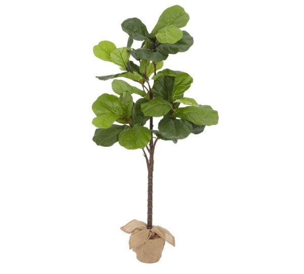faux fiddle plant